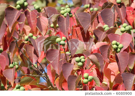 Nankinhase的果實 6080900