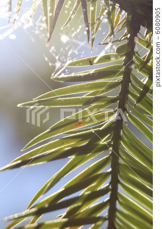 Leaves of Konoyouzan 6080905