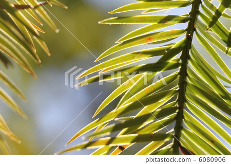 Leaves of Konoyouzan Leaves of Konoyouzan 6080906