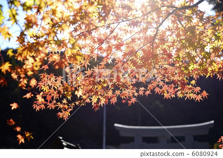 一個小國家寺廟的秋葉 6080924