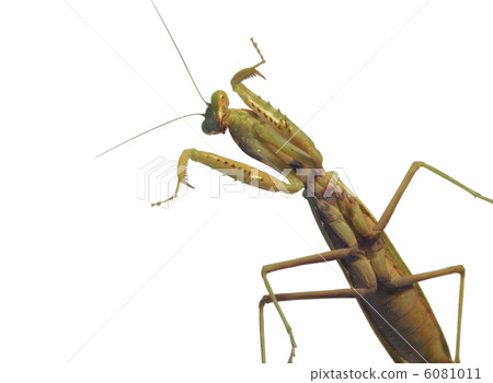 mantis  insect 6081011