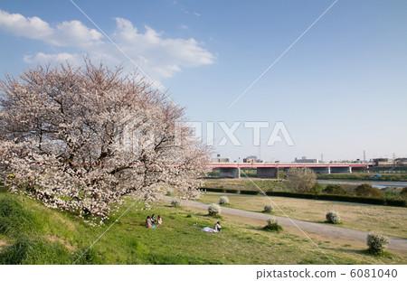 Spring of the Tama River 6081040