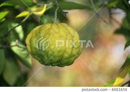 Fruit of lions Yuzu 6081659
