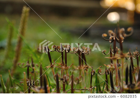 Geranium thunbergii Geranium thunbergii 6082035