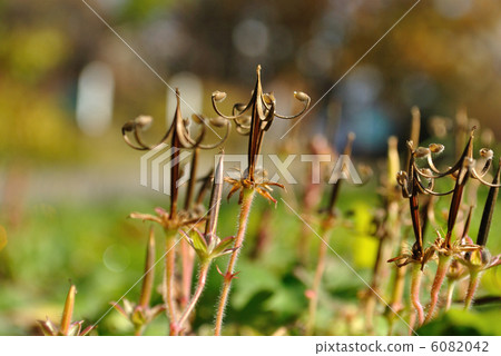 Geranium thunbergii 6082042