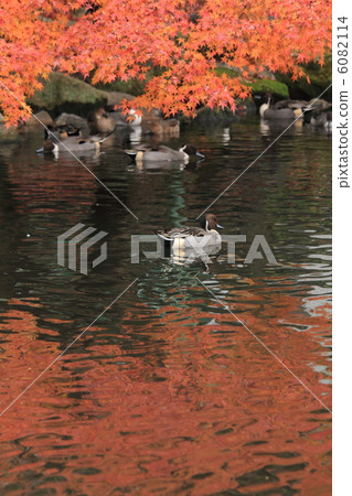 鴨子和秋天的落葉 鴨子和秋天的落葉 6082114
