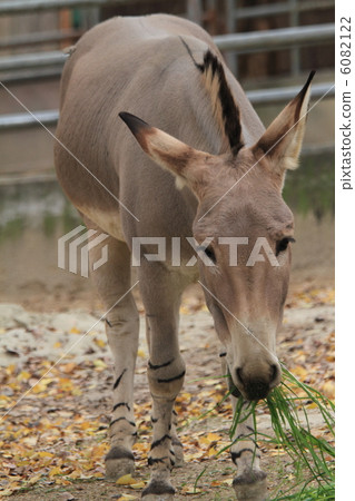 Somarinoroba Somarinoroba 6082122