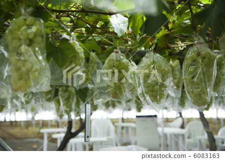 千葉的葡萄狩獵花園 6083163