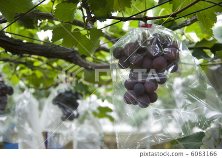 Chiba's grape hunting garden 6083166