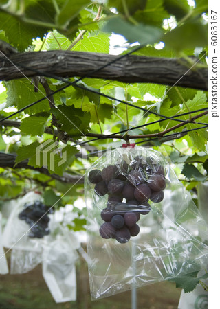 Chiba's grape hunting garden Chiba's grape hunting garden 6083167