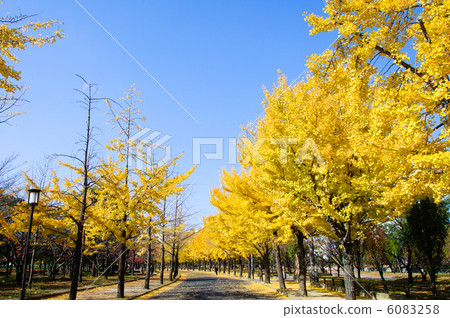 在大阪城公園的銀杏樹 在大阪城公園的銀杏樹 6083258