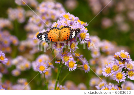 Butterfly ackatetheha Butterfly ackatetheha 6083653