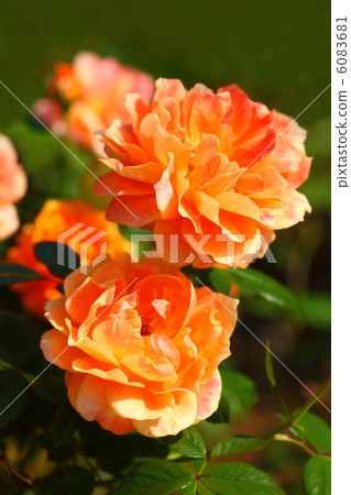 Rose Horn 6083681