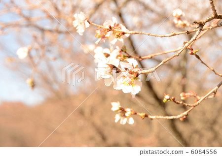 冬天櫻花樹 6084556