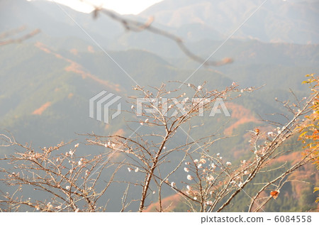 冬天櫻花樹 6084558