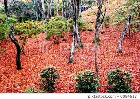 Autumn leaves 6084612