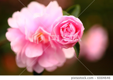 Otome Sasanqa Otome Sasanqa 6084646