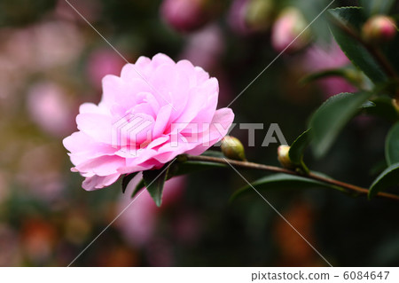 Otome Sasanqa Otome Sasanqa 6084647