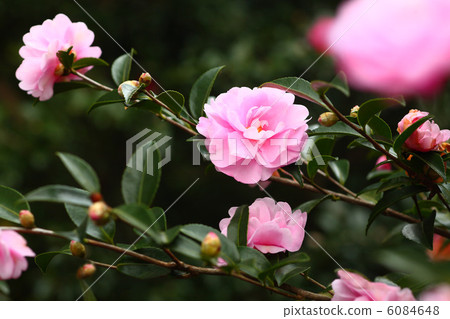 Otome Sasanqa Otome Sasanqa 6084648