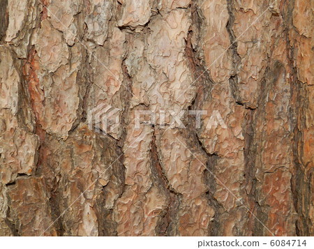 Skin of Akamatsu 6084714