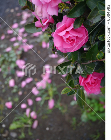 Camellia 6084992