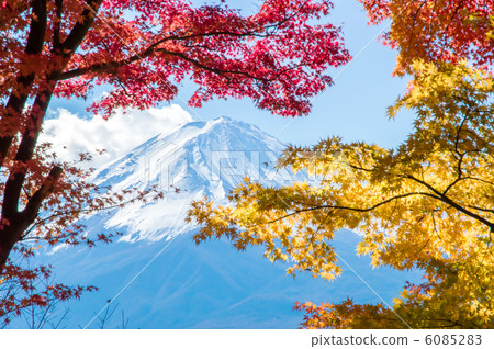 Kawaguchiko Momiji tunnel 6085283