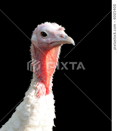 turkey isolated on black background turkey isolated on black background 6085408