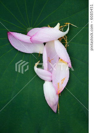 圖庫照片: 蓮花瓣散落在樹葉上,感受風