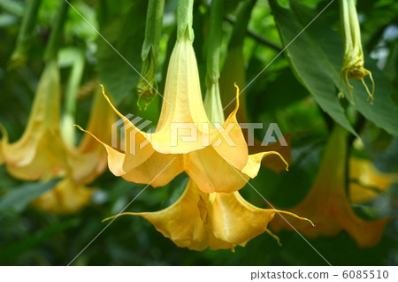 Angel trumpet 6085510