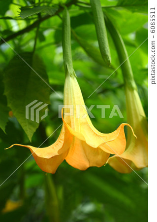 Angel trumpet 6085511