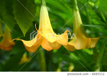 Angel trumpet 6085512
