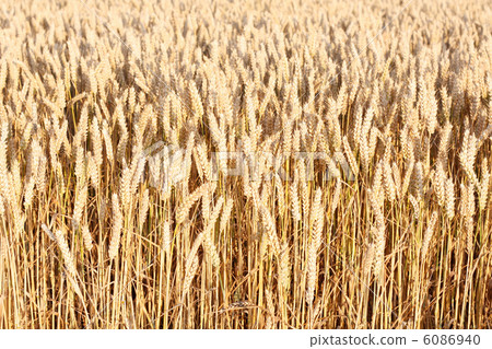 Corn field Corn field 6086940