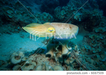 澳大利亞kawaika 6087509