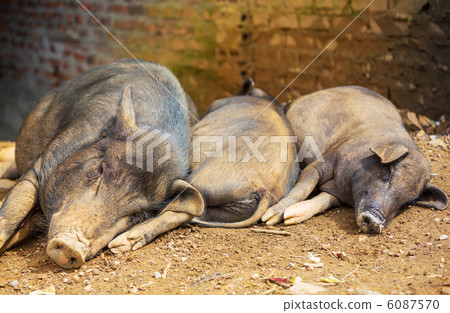 Vietnamese pig Vietnamese pig 6087570