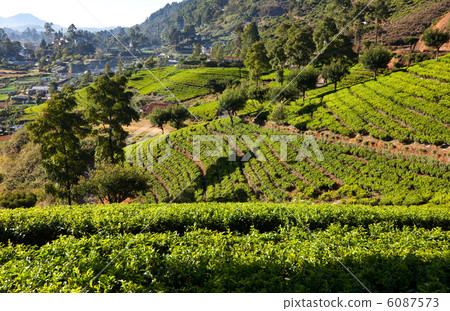 Tea plantation Tea plantation 6087573