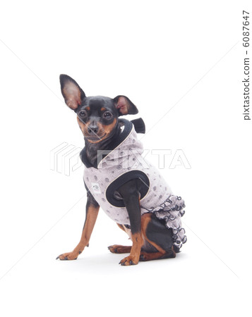 迷你杜賓犬坐 6087647