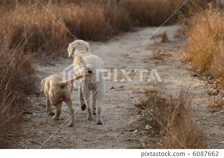 臍帶訓練 6087662