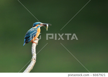 吃魚時的金魚 6087921