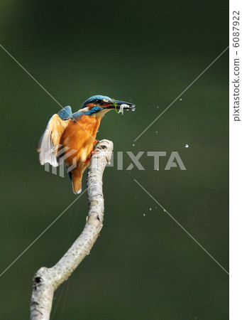 一隻翠鳥在一個被困的分支中養魚 6087922