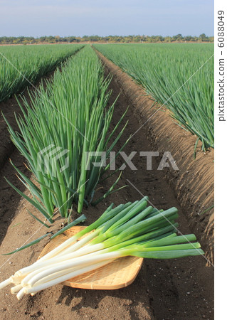 White onion leaves 6088049