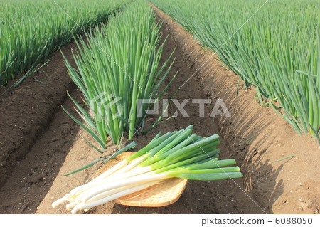 White onion leaves White onion leaves 6088050