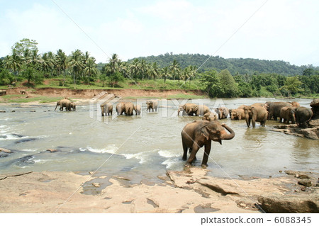 Pinnawara·大象孤兒院 6088345