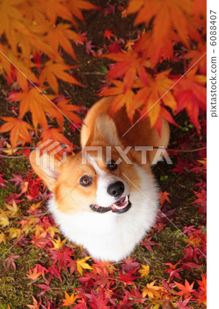 秋葉和柯基犬 6088407