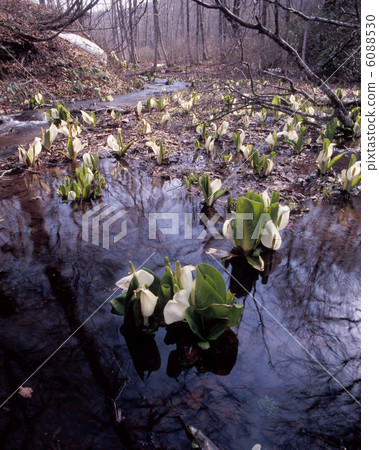 Okutaka Spring of the natural garden Okutaka Spring of the natural garden 6088530
