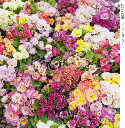 報春花朱利安 6088627