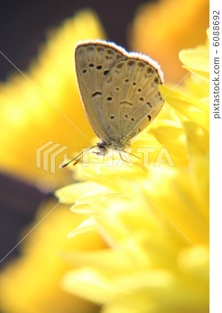 在背光 在背光 6088692