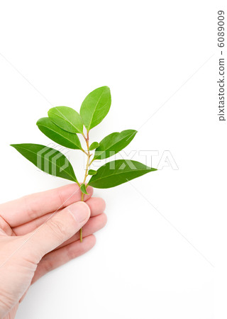 Hands with leaves Hands with leaves 6089009