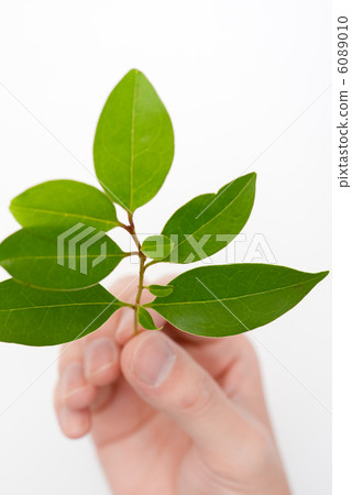 手中握著新鮮的綠葉 6089010