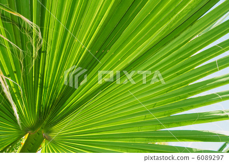 palm tree palm tree 6089297