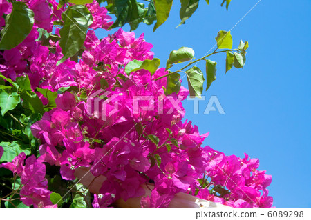 flower bougainvillea flower bougainvillea 6089298